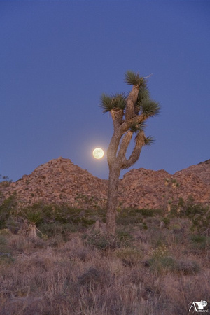 Desert moonrise I