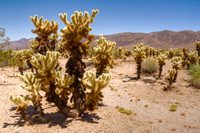 Cactus del Johua Tree
