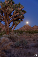 Desert moonrise II