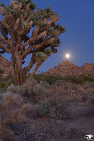 Desert moonrise II